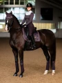 moonless-night-dressage-saddle-pad-dressyrschabrak-zadeldekje-on1.webp